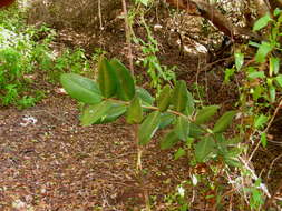 Image of Pouteria valparadisaea (Molina)