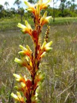 Image of <i>Schiekia orinocensis</i> (Kunth) Meisn.