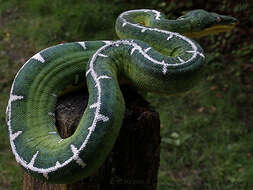 Image of Corallus batesii (Gray 1860)