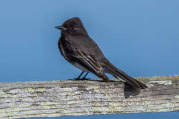 Image of Black Phoebe