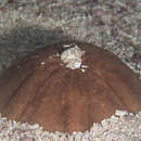 Image of lamp urchin