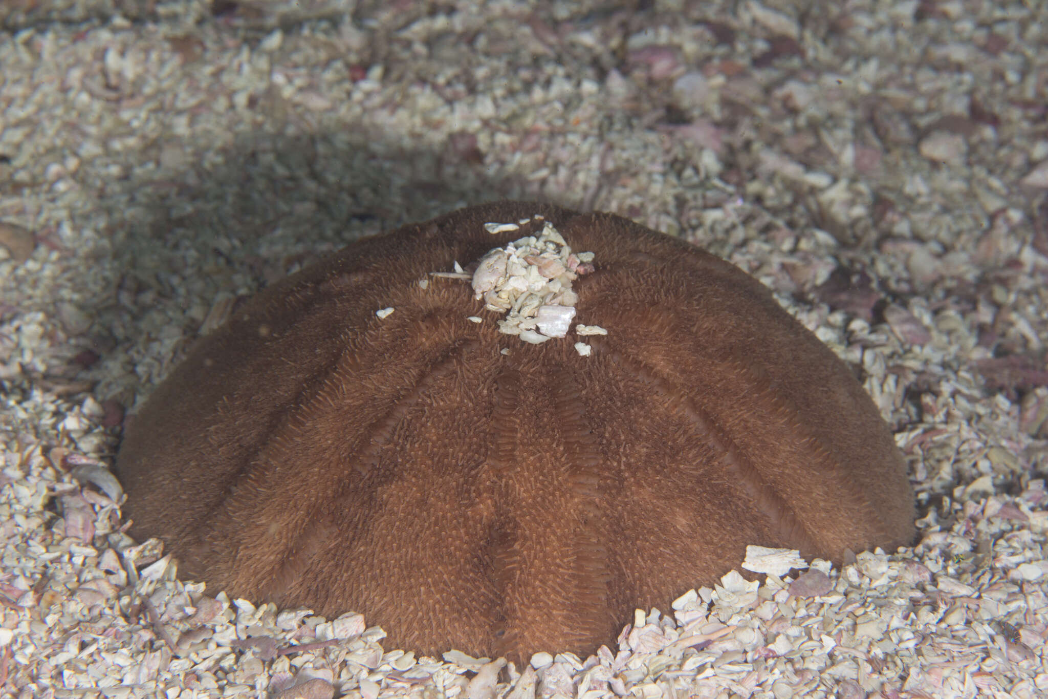 Image of lamp urchin
