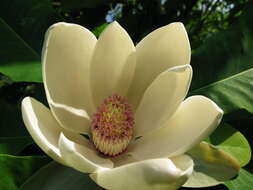 Imagem de Magnolia officinalis Rehder & E. H. Wilson