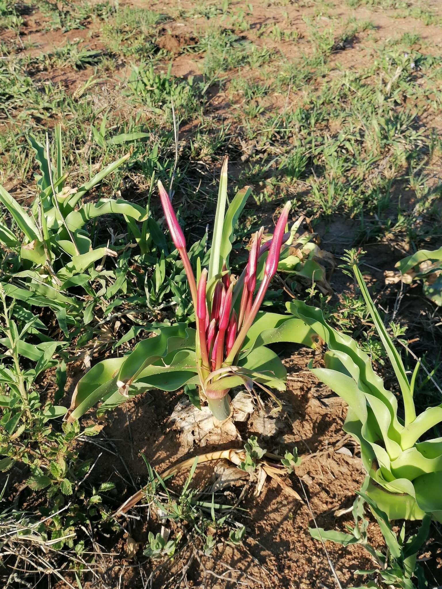 Image de Crinum buphanoides Welw. ex Baker