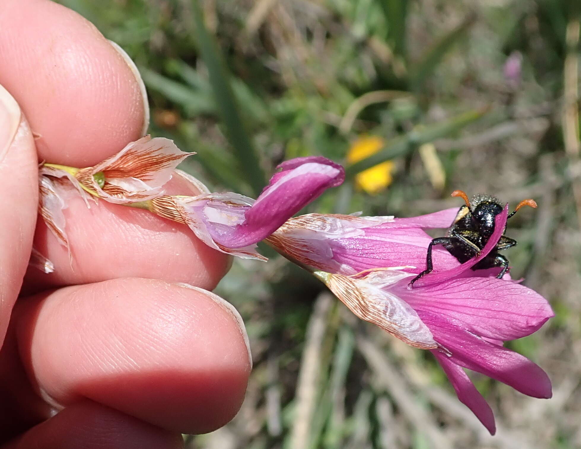 Image of Dierama cooperi N. E. Br.