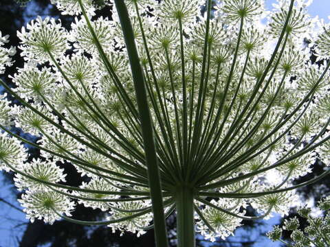 Image of Mantegazzi's Cow-Parsnip