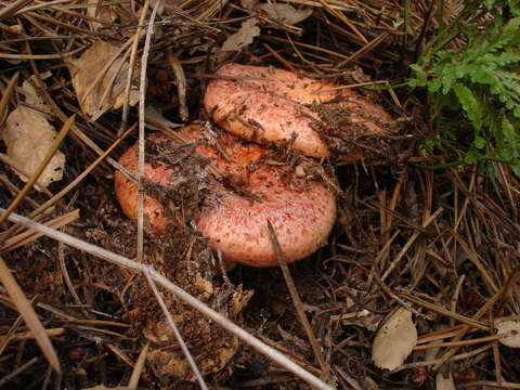 Image of Red Pine Mushroom