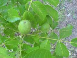 Image of Common walnut