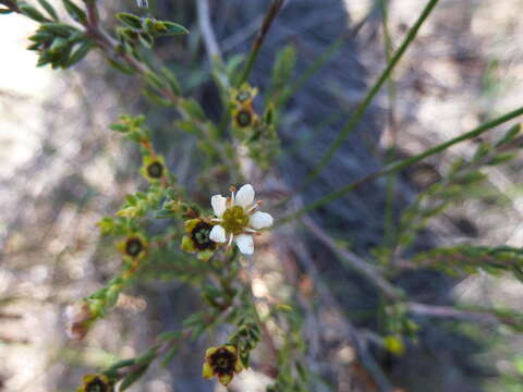 Image of Diosma oppositifolia L.