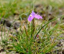 Image of Moraea alpina Goldblatt