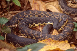 Image of Malagasy hognose snake