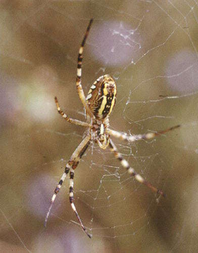 Image of Barbary Spider