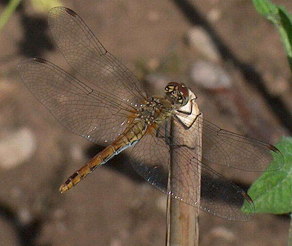 Image of Ruddy Darter