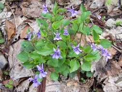 Image of early dog-violet