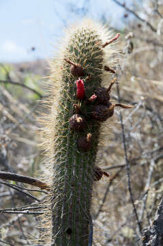 Image of Cleistocactus luribayensis Cárdenas