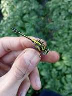 Image of Turkish Clubtail