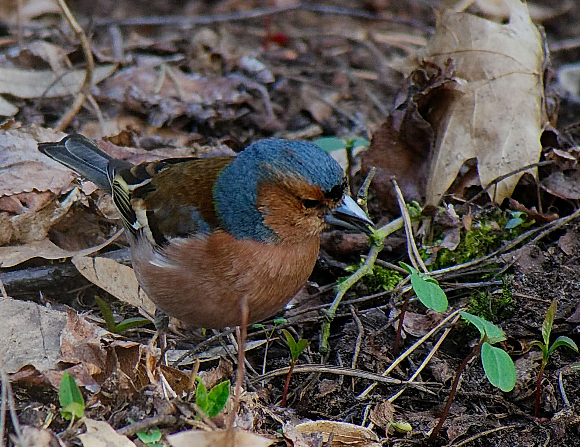 Image of Fringilla Linnaeus 1758