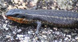 Image of Mulanje Skink