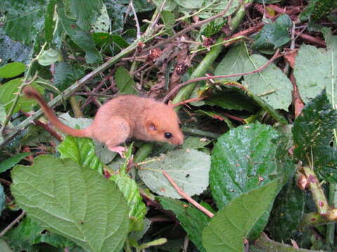 Image of hazel dormouse