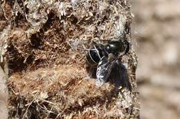 Image de Eristalis dimidiata Wiedemann 1830