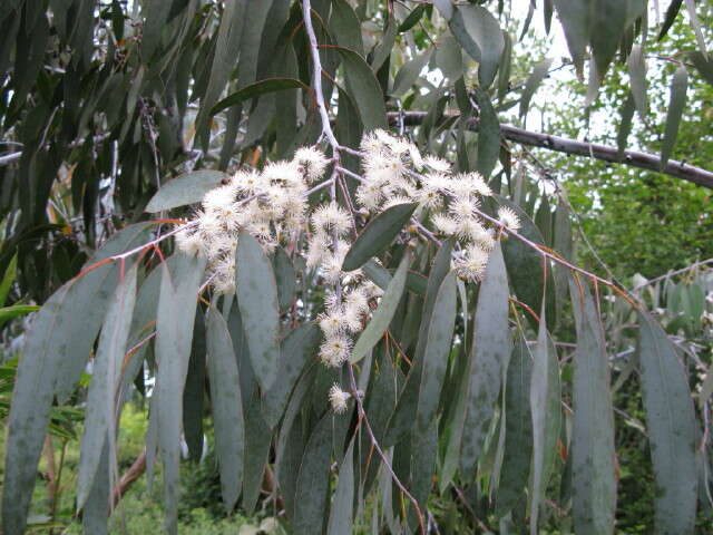 Plancia ëd Eucalyptus perriniana Herb. Perrin ex Maiden