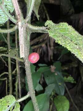 Image of Siparuna grandiflora (Kunth) Perkins