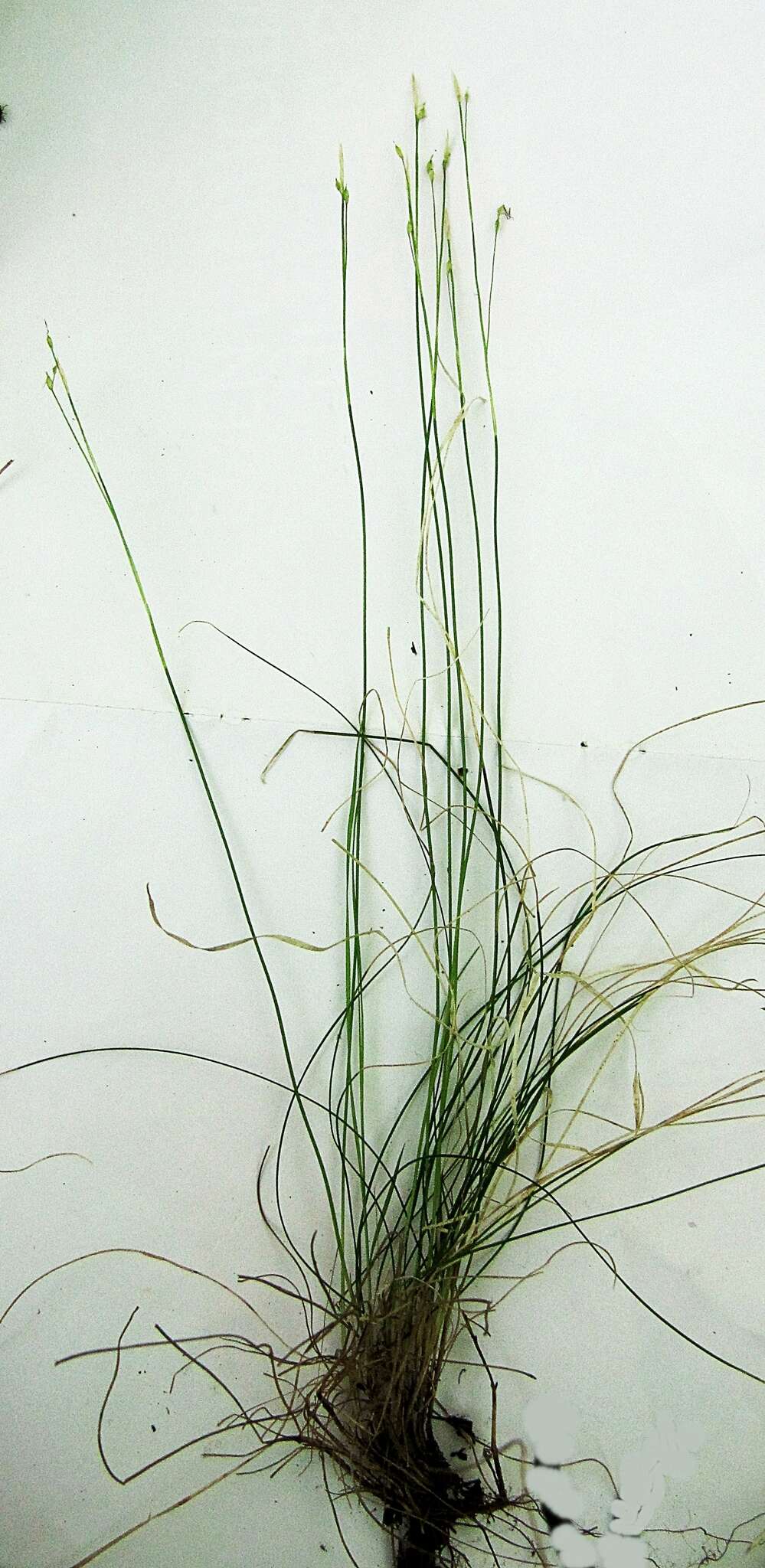 Image of Carex ussuriensis Kom.