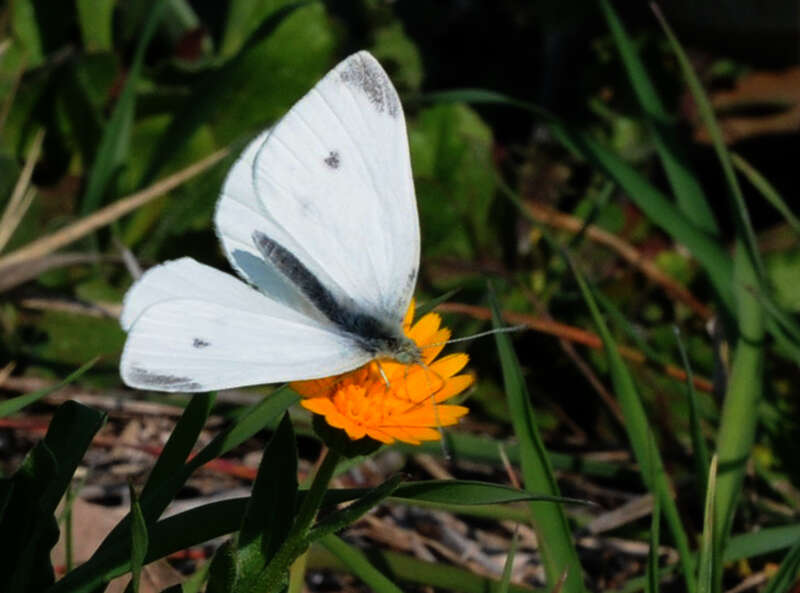 Image of field marigold