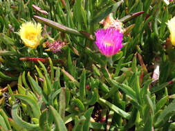 Imagem de Carpobrotus edulis (L.) N. E. Br.