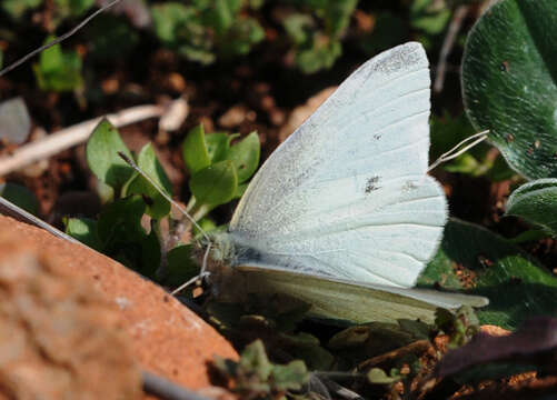 Image of small white