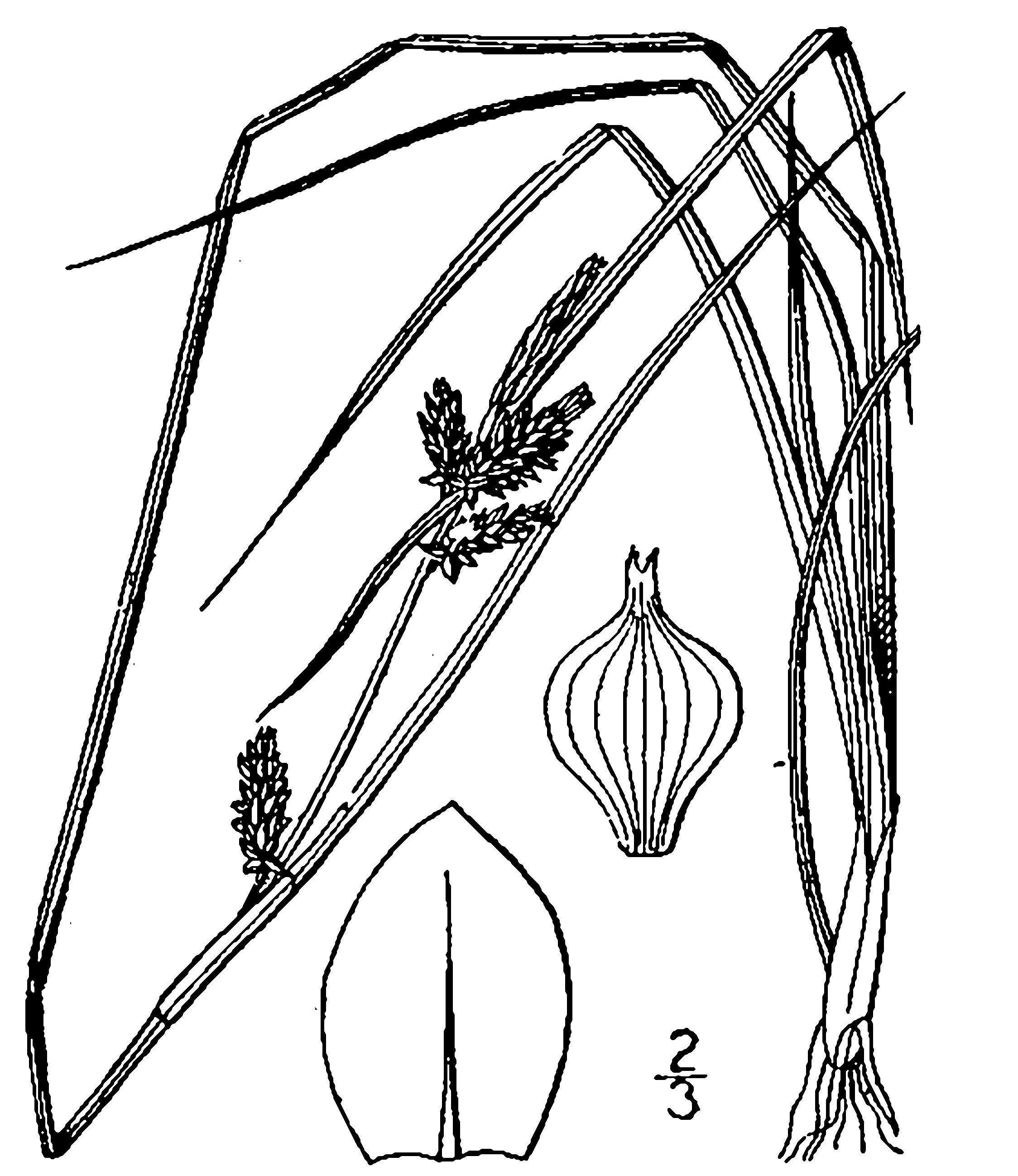 Image of Carex viridula