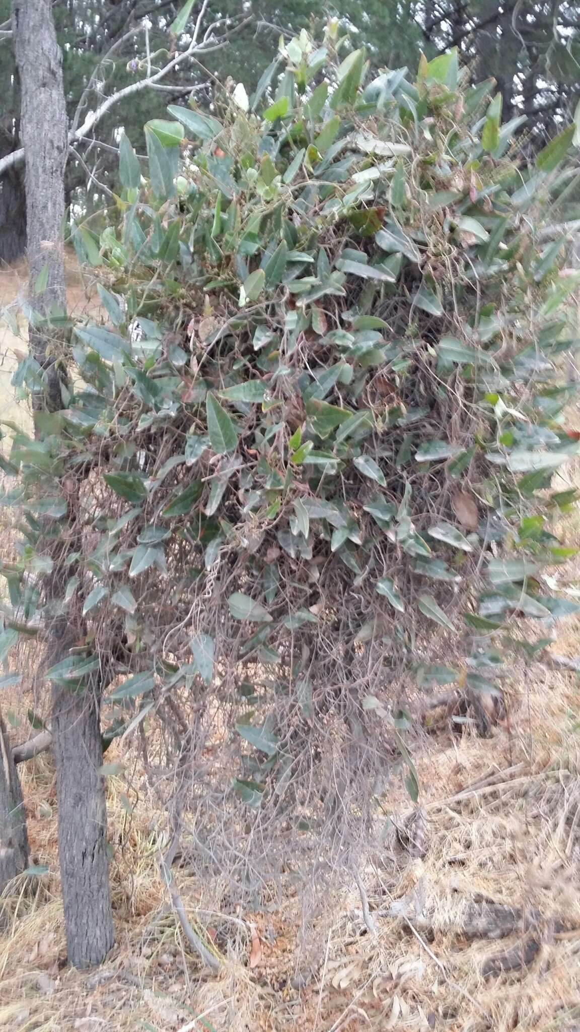 Hardenbergia violacea (Schneev.) Stearn resmi