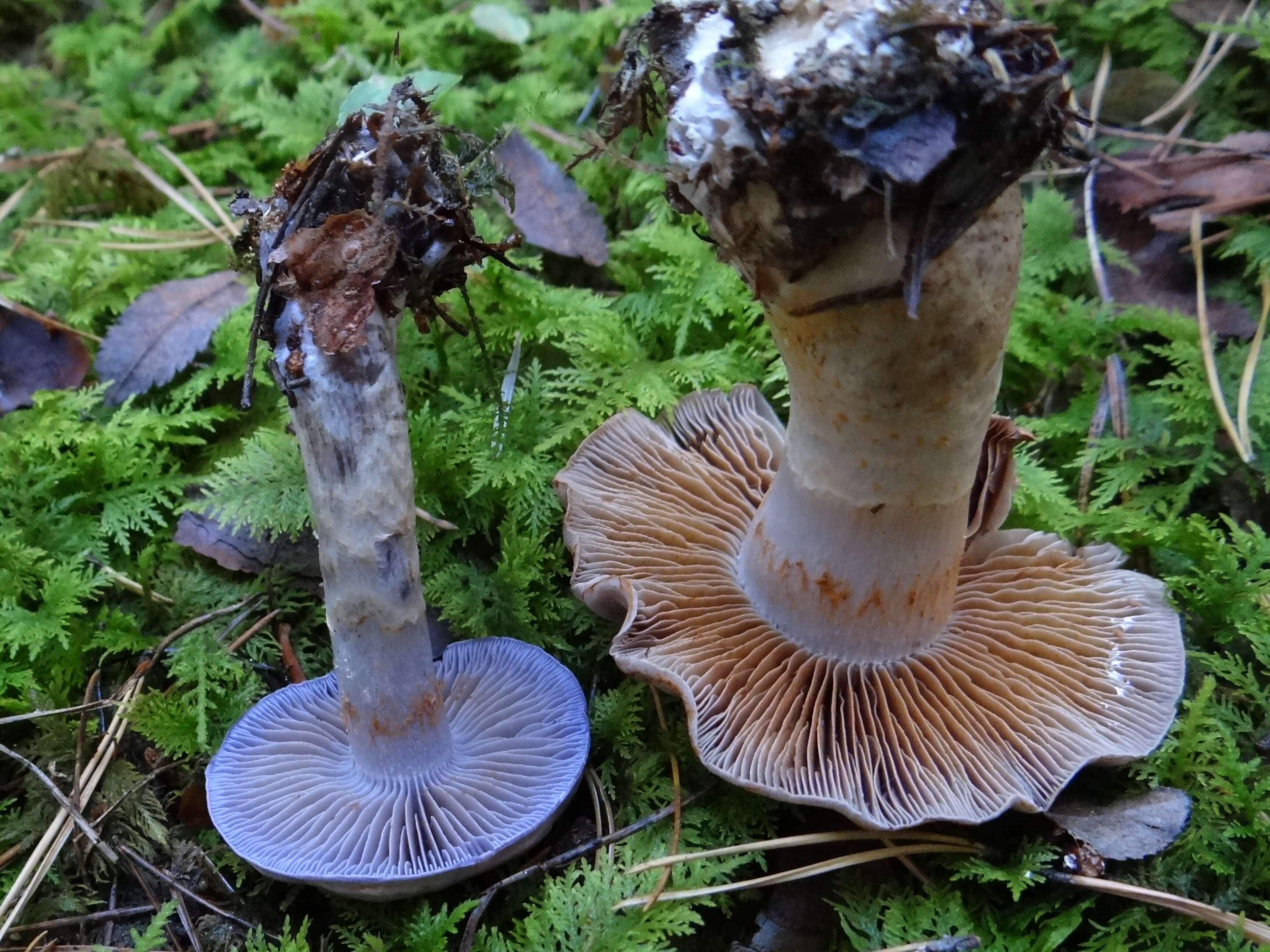 Imagem de Cortinarius cyanites Fr. 1838