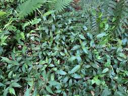 Image de Persicaria dichotoma (Bl.) S. K. Dixit, B. Datt & G. P. Roy