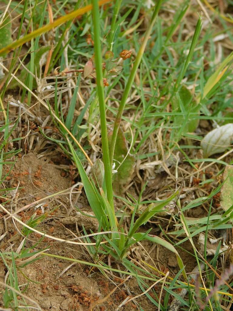 Image of Moraea bellendenii (Sweet) N. E. Br.