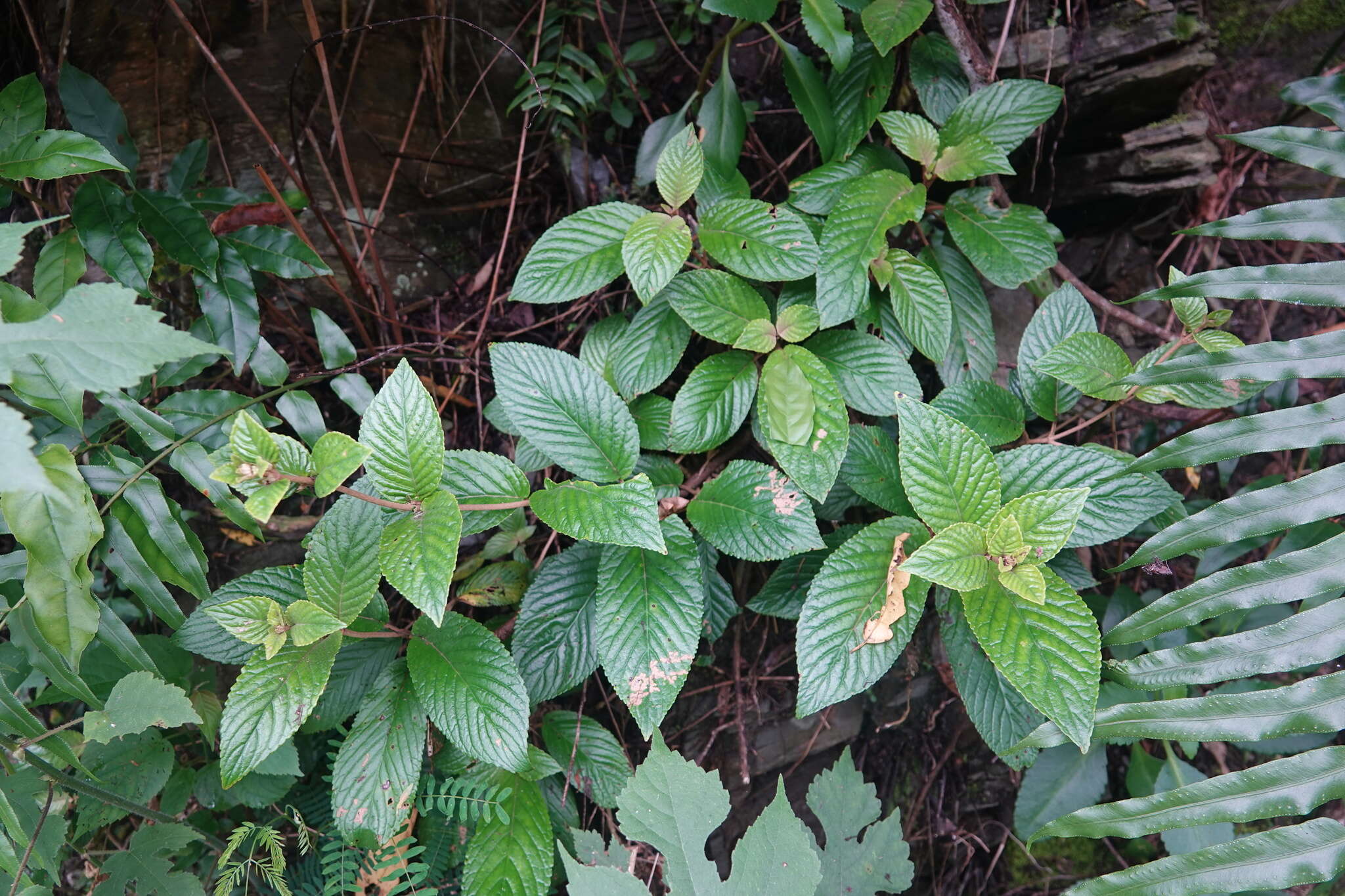 Image of Paraboea swinhoei (Hance) B. L. Burtt