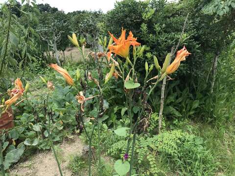 Image of Hemerocallis fulva var. fulva