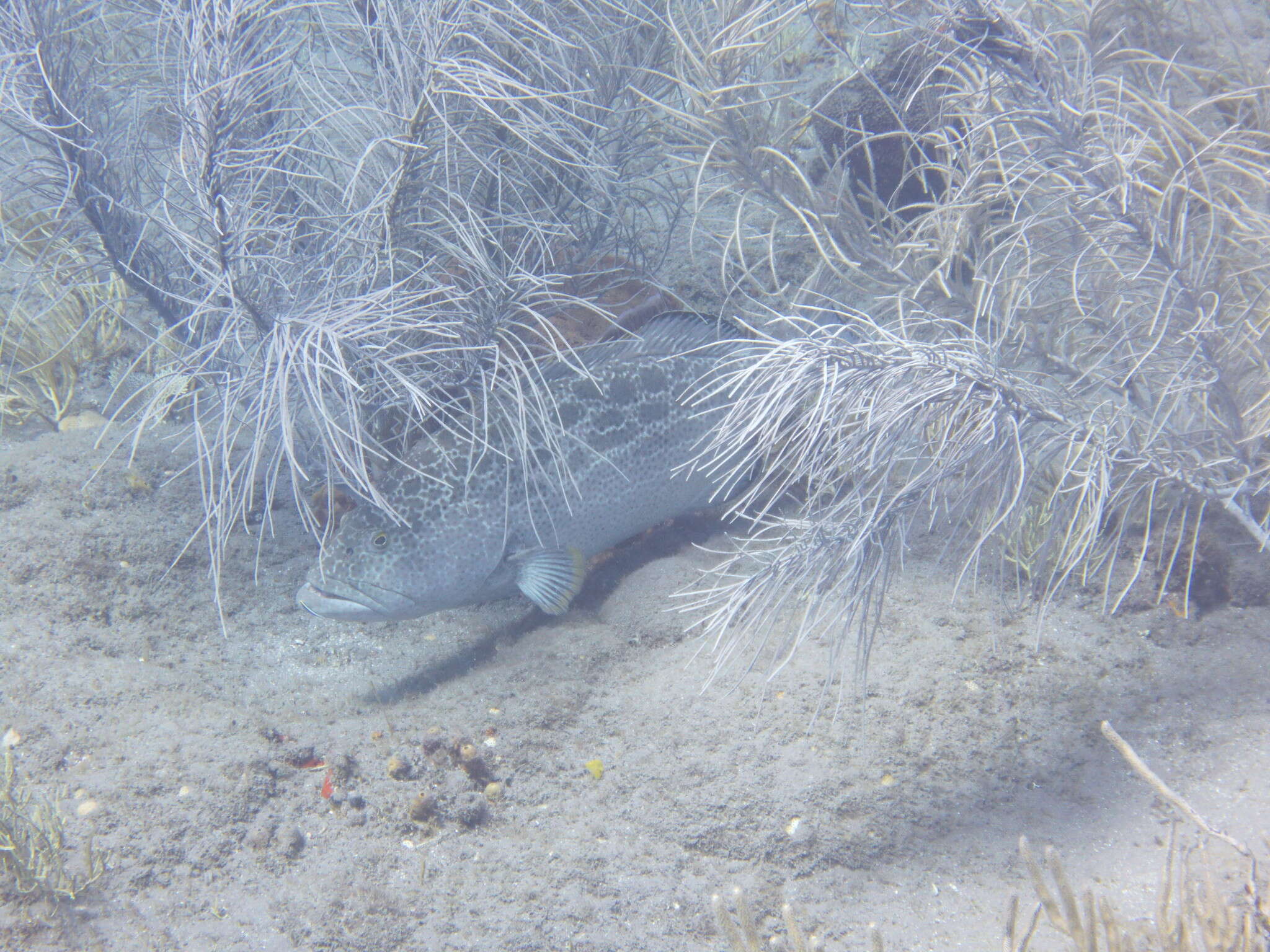 Image of Yellowfin Grouper