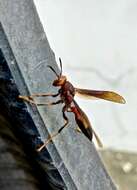 Image of Polistes infuscatus Lepeletier 1836