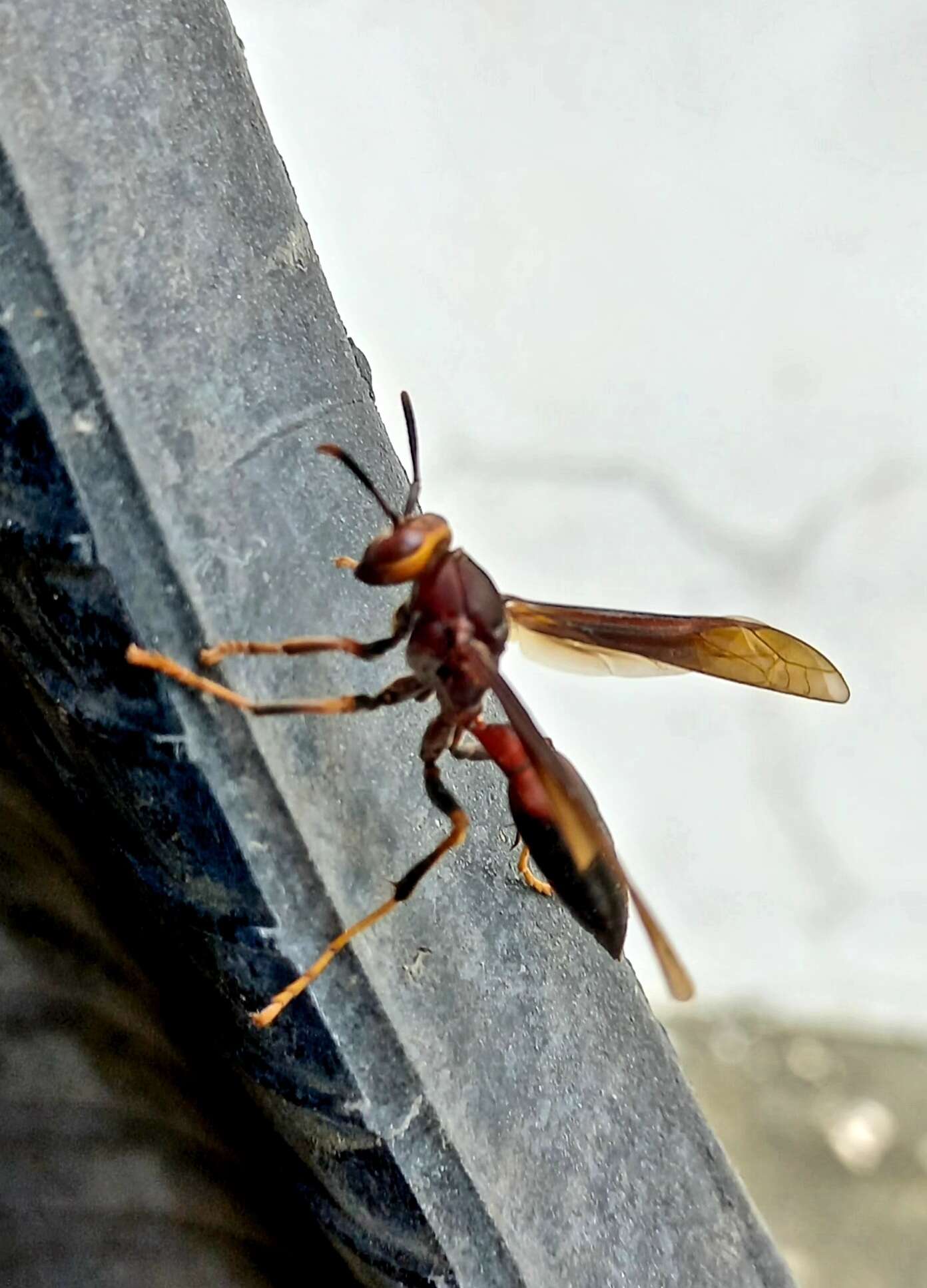 Image of Polistes infuscatus Lepeletier 1836