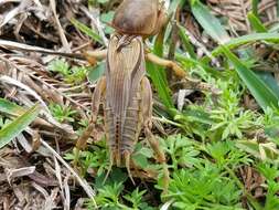 Image of Tawny Mole Cricket