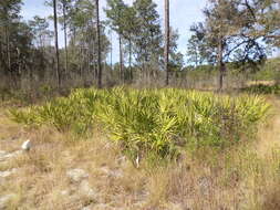 Image of dwarf palmetto