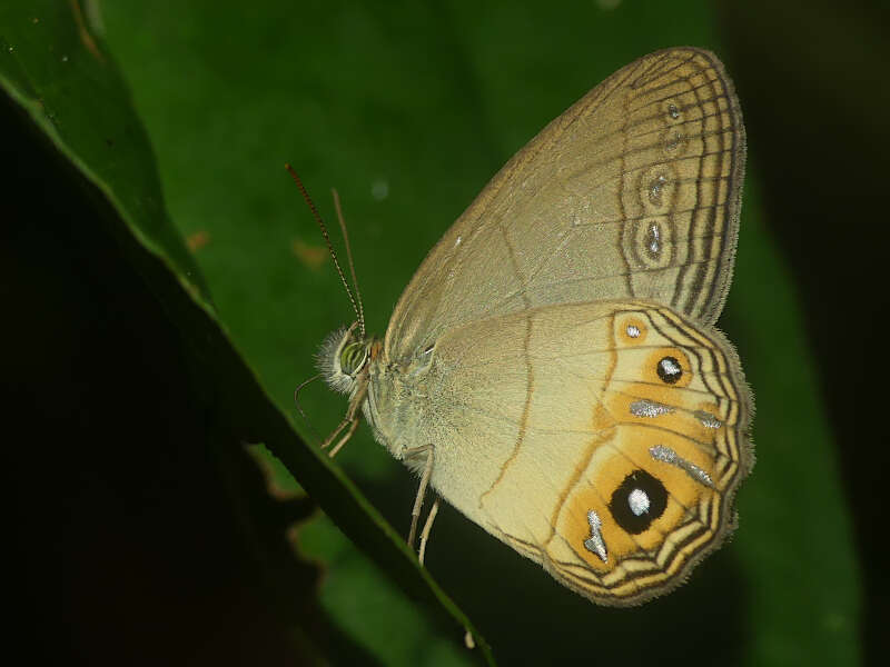 Splendeuptychia boliviensis Forster 1964的圖片