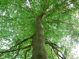 Image of American beech