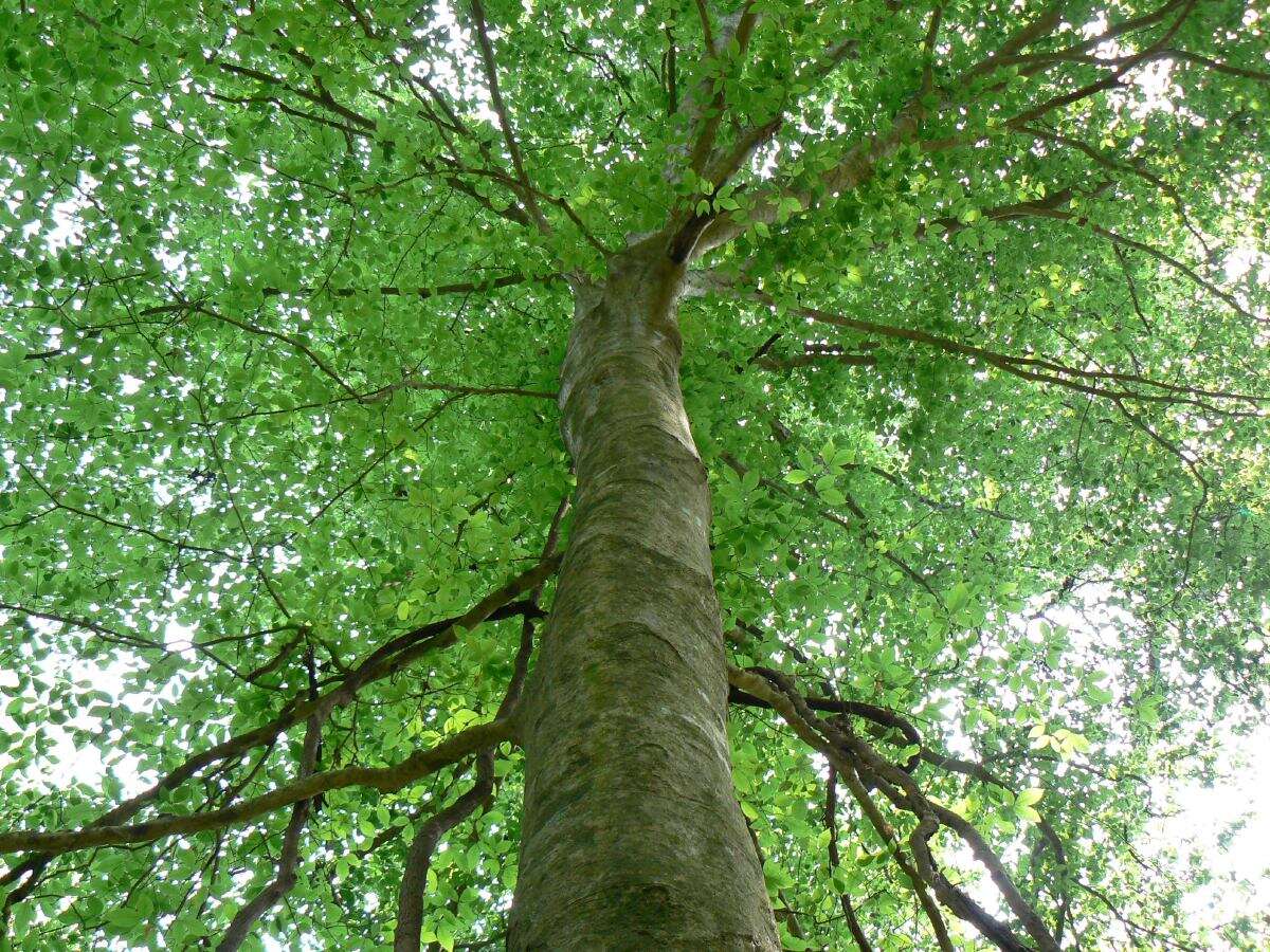 Image de Hêtre à grandes feuilles