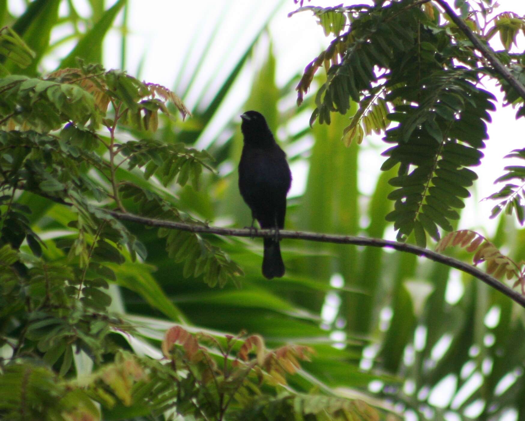 Image of White-lined Tanager