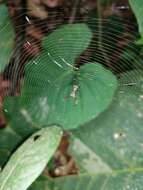 Image of Micrathena balzapamba Levi 1985