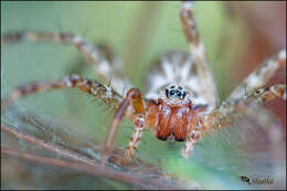 Image of Agelena labyrinthica (Clerck 1757)