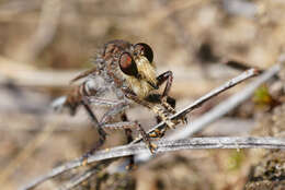 صورة Promachus dimidiatus Curran 1927