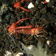 Image of roughpatch shrimp